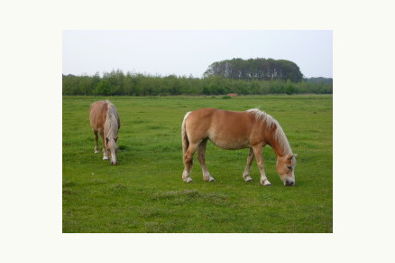 Groepsaccommodatie t Kraanven Loonse en Drunense Duinen VMP129